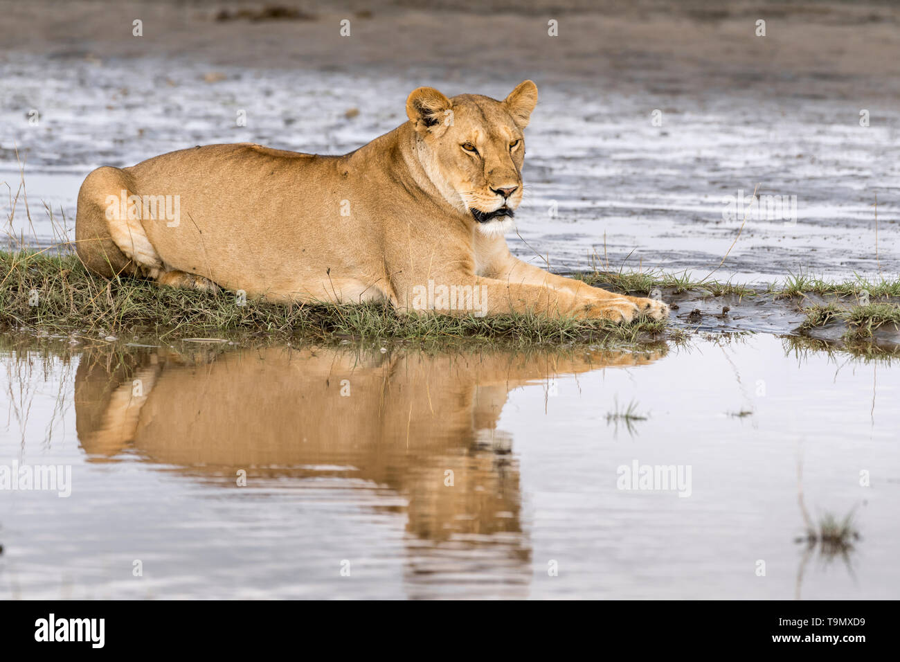 Too full move, resting, reflected lion during the Great Migration, Lake Ndutu, Serengeti, Tanzania. Stock Photo