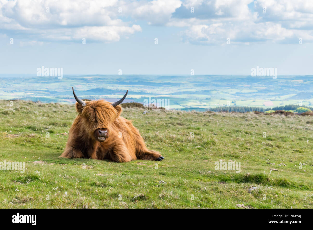 A single Highland Cattle sitting on grass on the top of a hill in Dartmoor National Park, Devon, UK. Teignbridge District is in the background. Stock Photo
