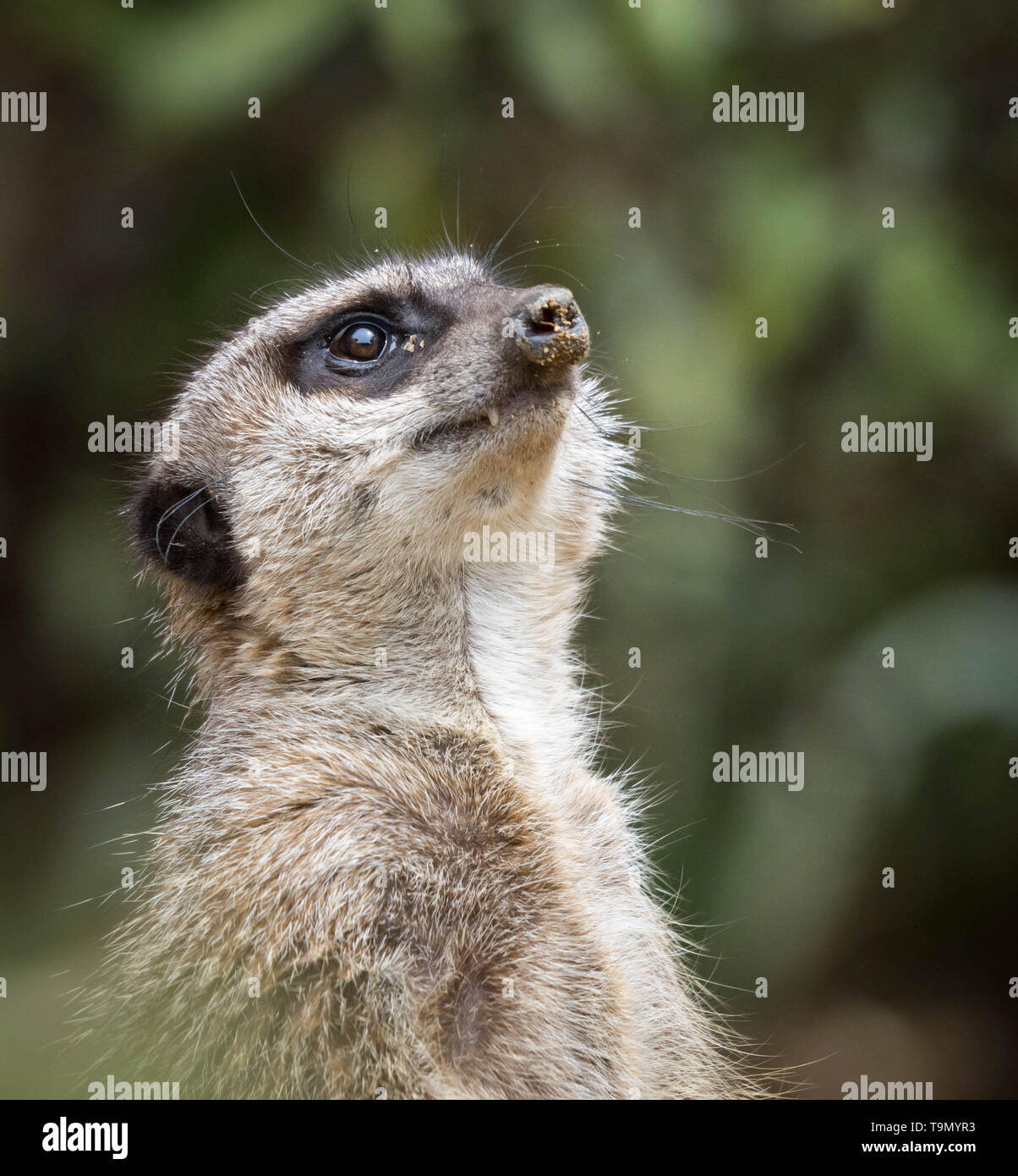 Meerkat looking up into sky hi-res stock photography and images - Alamy
