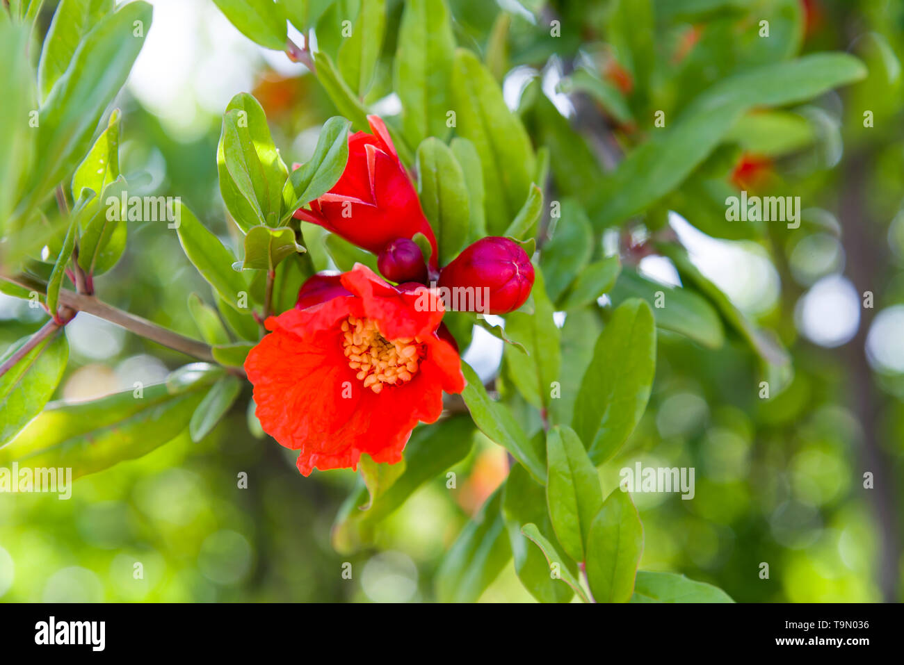 Pomegranate tree flowers pomegranate flowers blooming natural, decoration Stock Photo