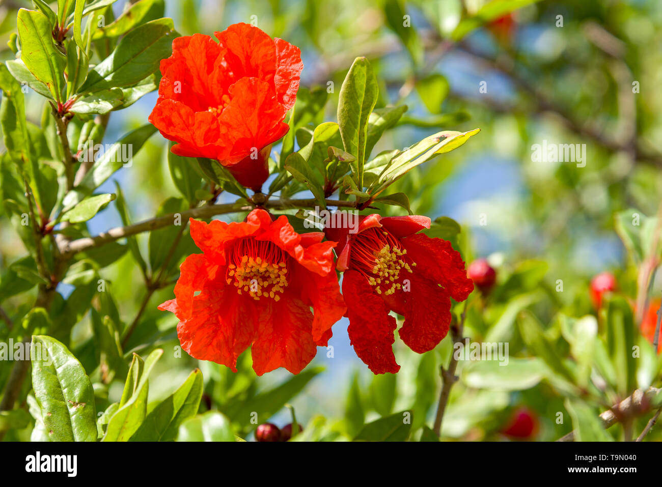 Pomegranate tree flowers pomegranate flowers blooming natural, decoration Stock Photo