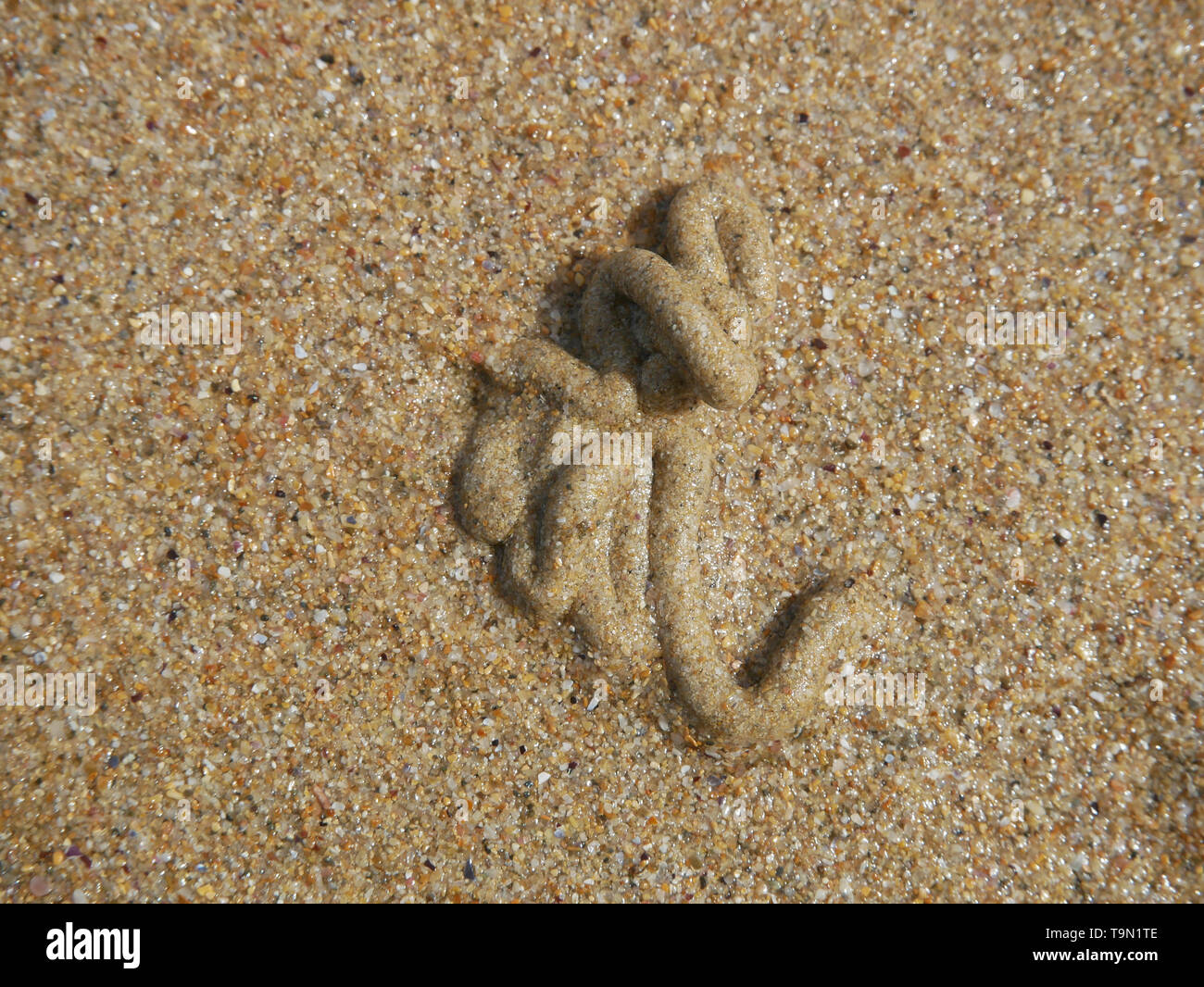 Marine worm casting or debris of sand on a sandy beach of the Gold Coast of Australia Stock Photo