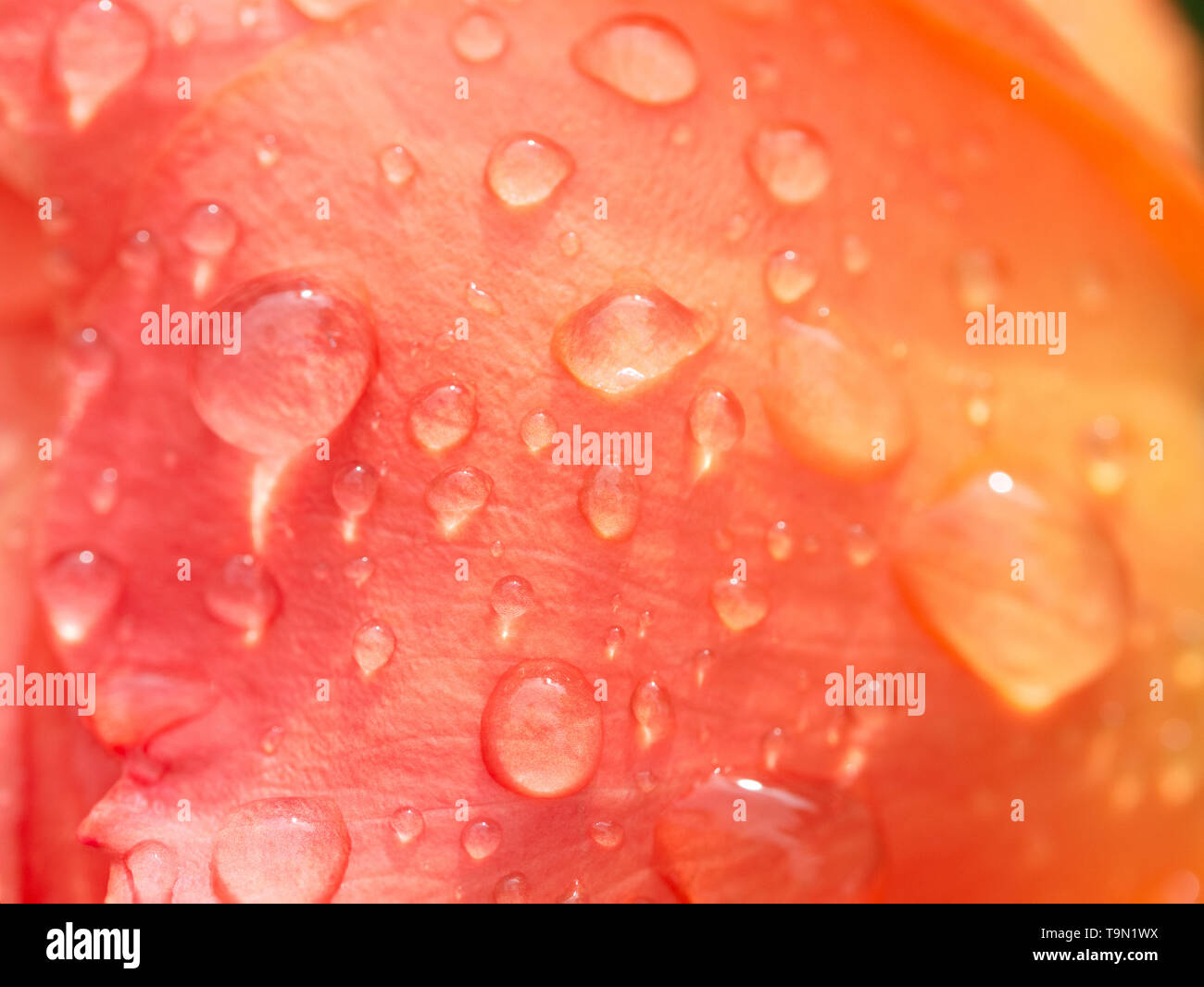 Close up showing the texture and detail of an peach orange colored rose petal with rain drops Stock Photo