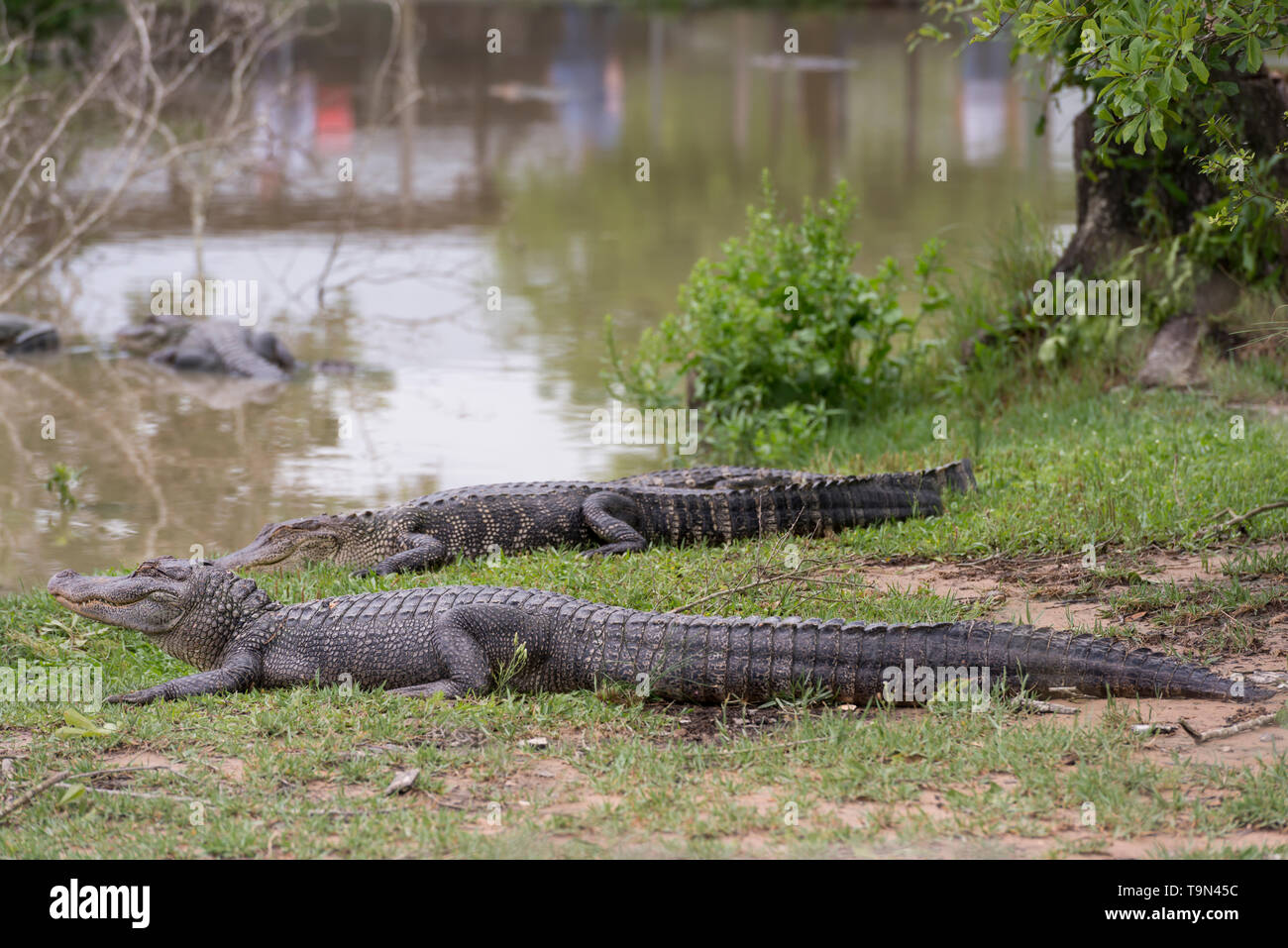Rescue alligators hi-res stock photography and images - Alamy