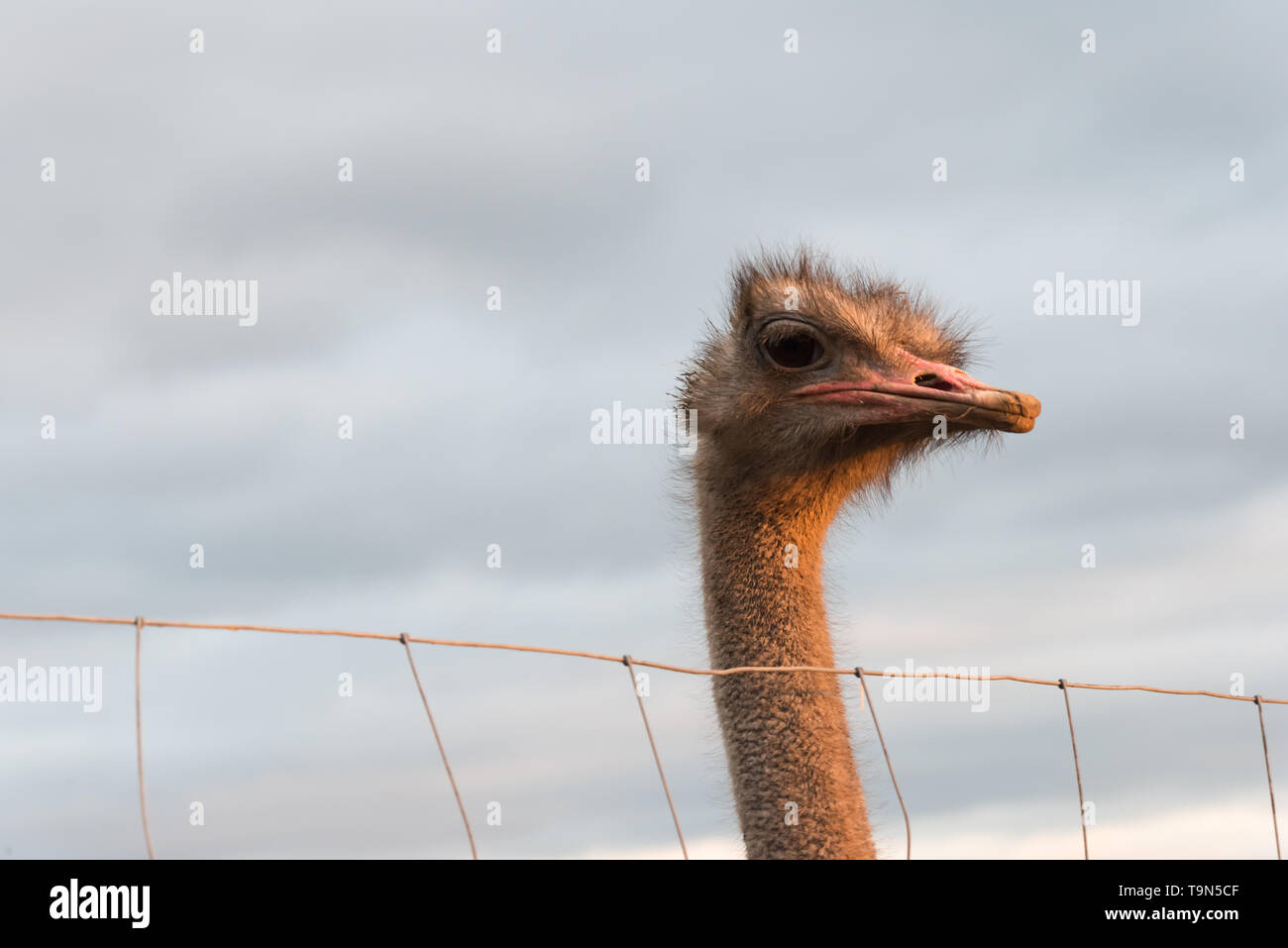 An african ostrich looks over the fence Stock Photo