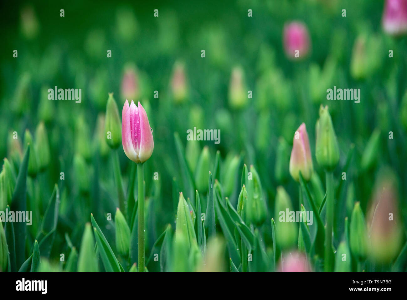 Bright and colorful flowers tulips on the background of spring landscape. Buds of tulips with fresh green leaves in soft lights at blur background wit Stock Photo