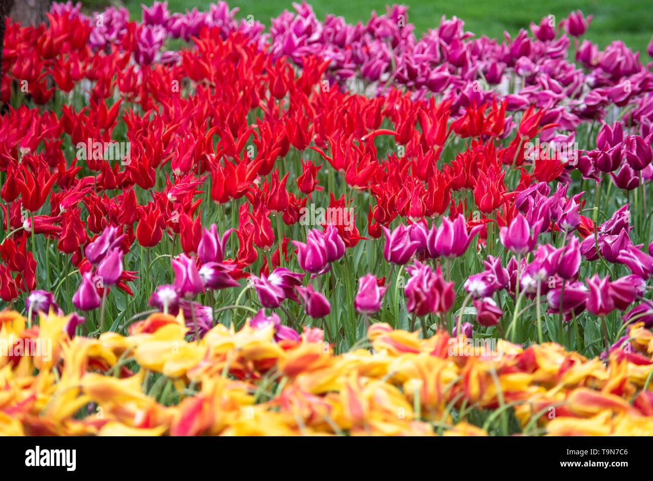 Bright And Colorful Flowers Tulips On The Background Of Spring Landscape Buds Of Tulips With Fresh Green Leaves In Soft Lights At Blur Background Wit Stock Photo Alamy