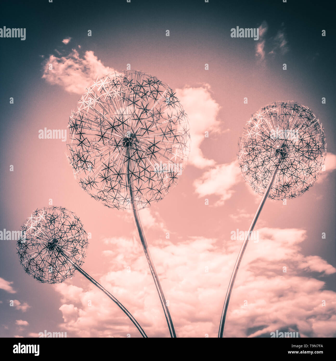 A skyward view of three Amazing Stainless steel Dandelions isolated and rising up to the clouds for an imaginative conceptual sensibility in Rose tone Stock Photo