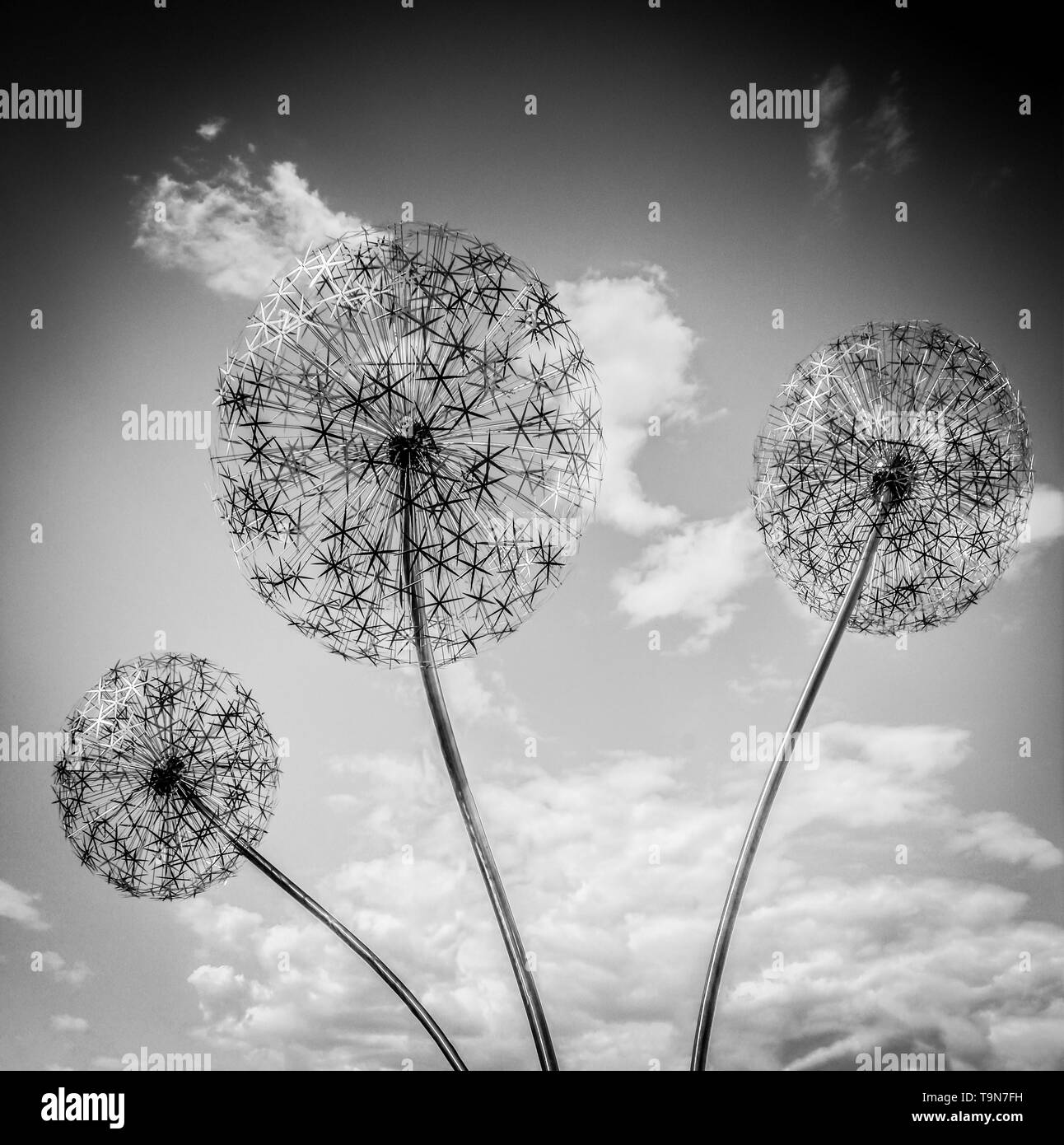 A skyward view of three Amazing Stainless steel Dandelions isolated and rising up to the clouds for an imaginative concept in black and white Stock Photo