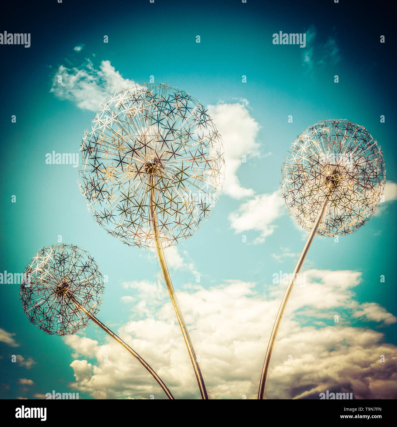 A skyward view of three Amazing Stainless steel Dandelions isolated and rising up to the clouds for an imaginative conceptual sensibility Stock Photo