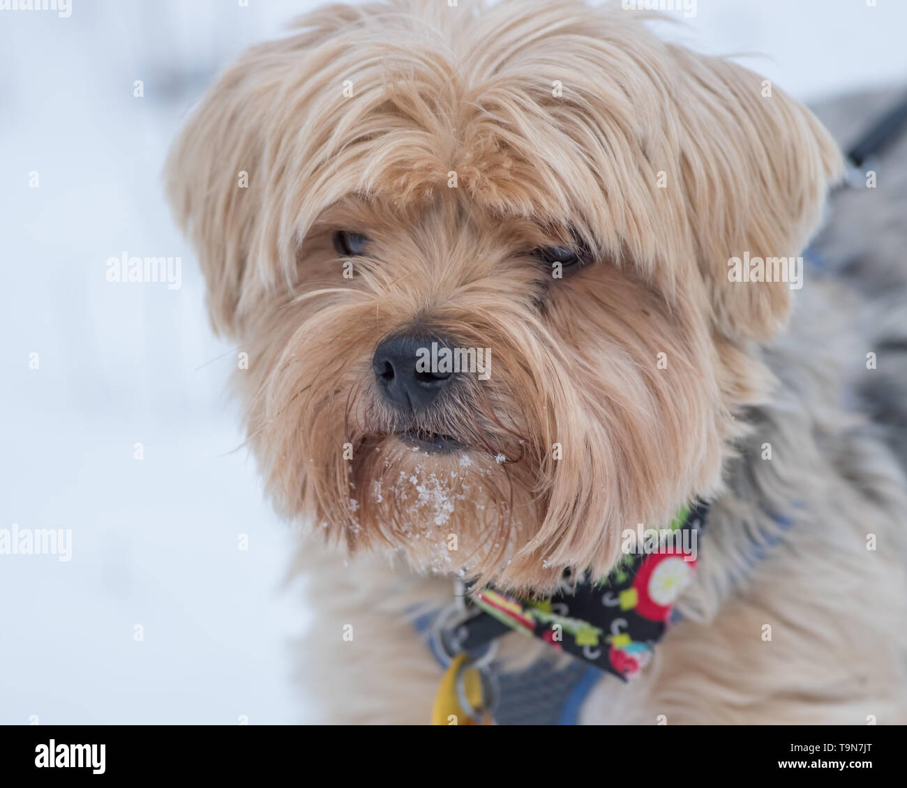 Cute portrait of a large yorkshire terrier playing in the snow