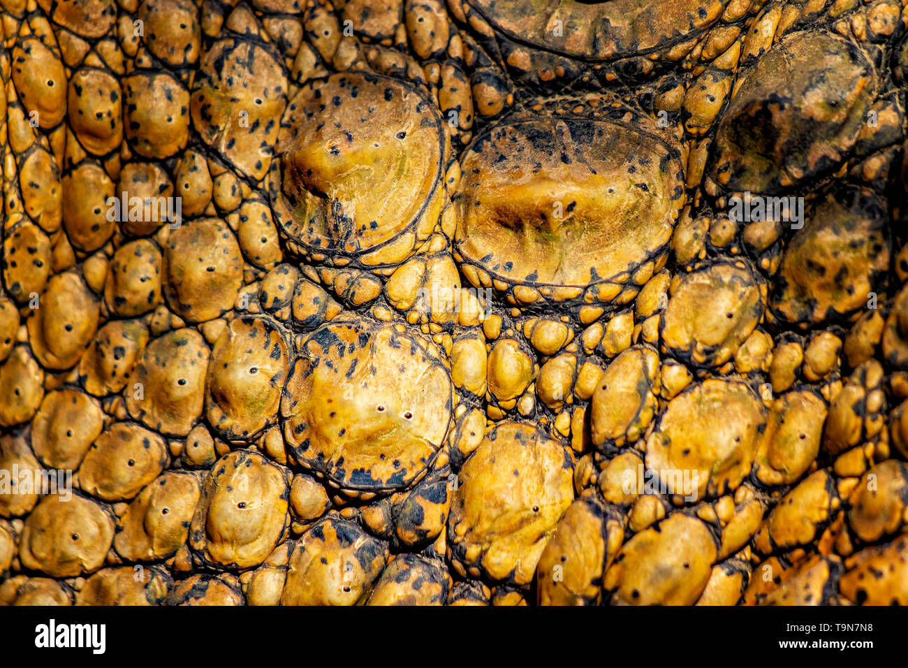 Closed up of crocodile's skin. It is a shell from above the Nile