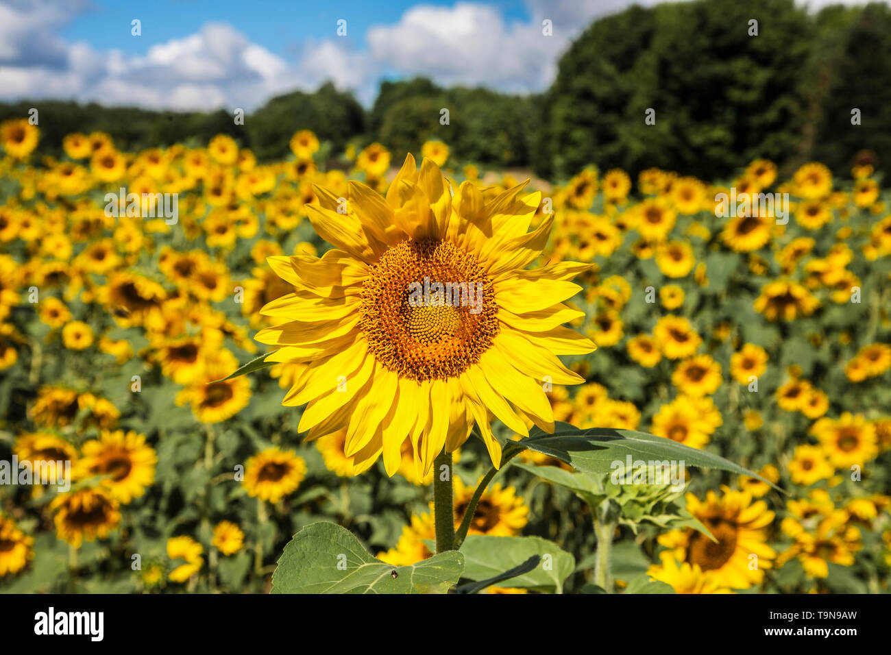 Yellow sunflowers in a field, one standing out, Rochester, upstate New York farmland USA, stand out pt colourful garden annuals farm land Stock Photo