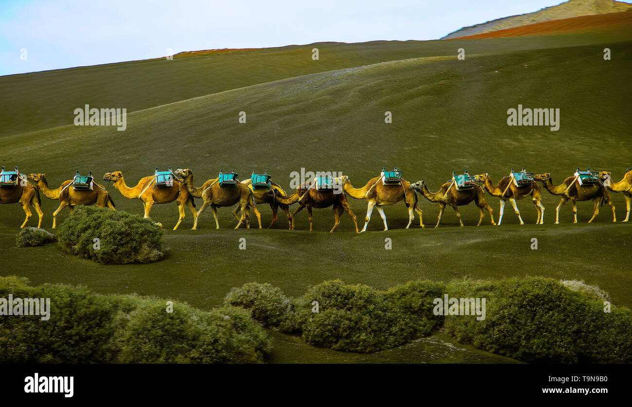 camel caravan with passenger seats on its back walking on a green hill Stock Photo
