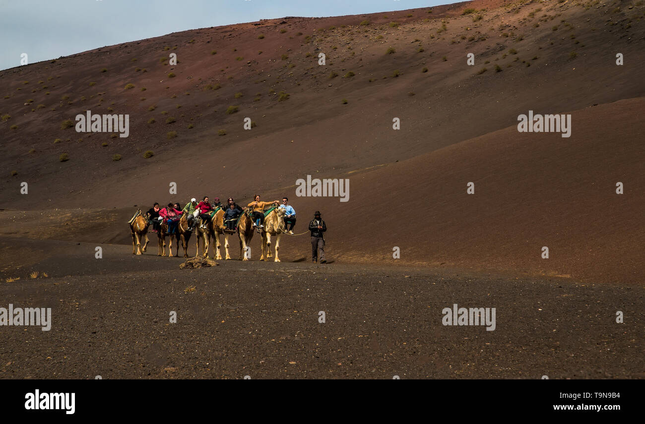 Lanzarote,Spain,March 7, 2016. A caravan of camels of packs with riders and a driver goes on a desert in the afternoon in good sunny weather Stock Photo
