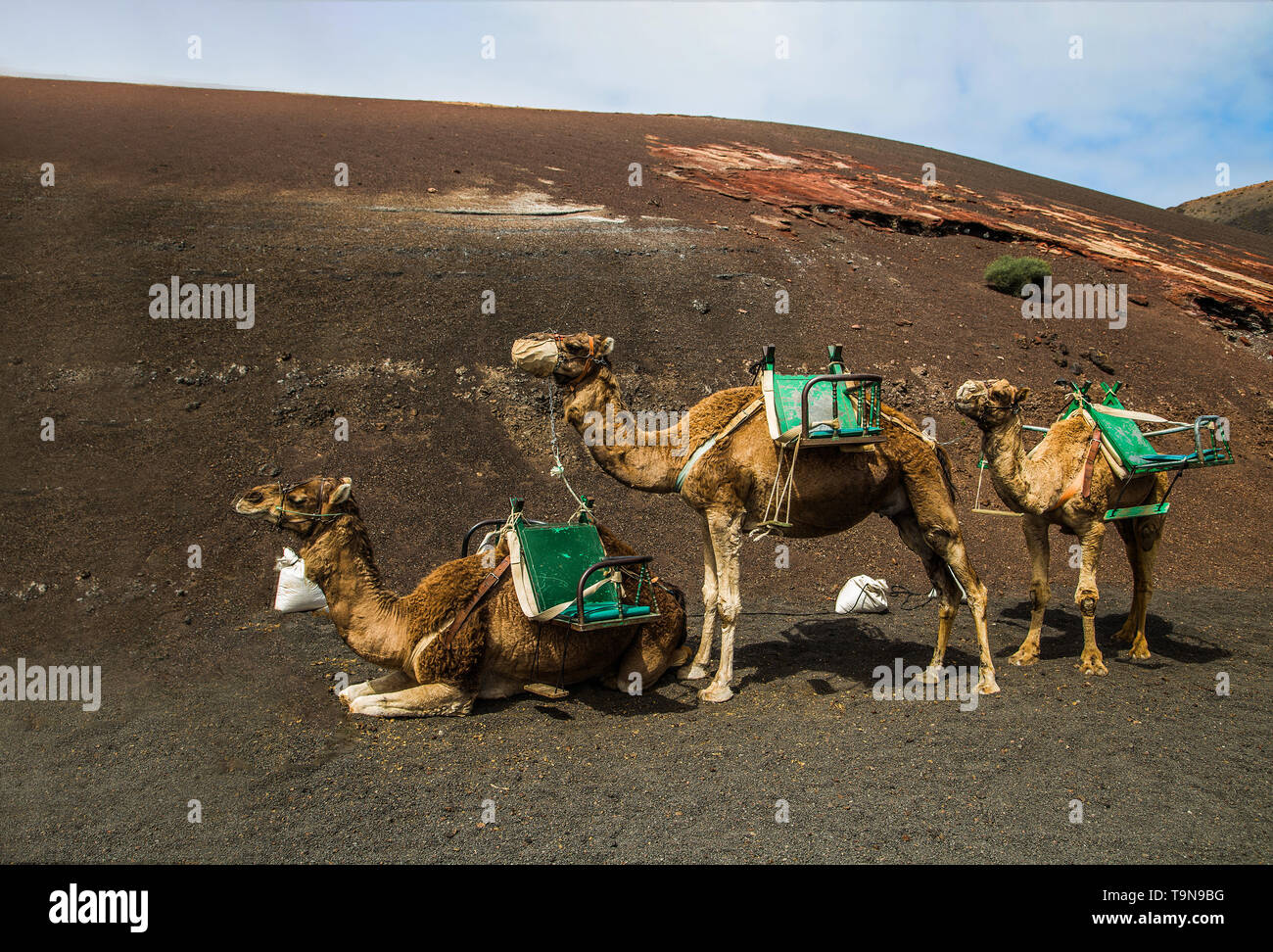 smal caravan of camels resting in the desert on the bown sand in sunny day Stock Photo