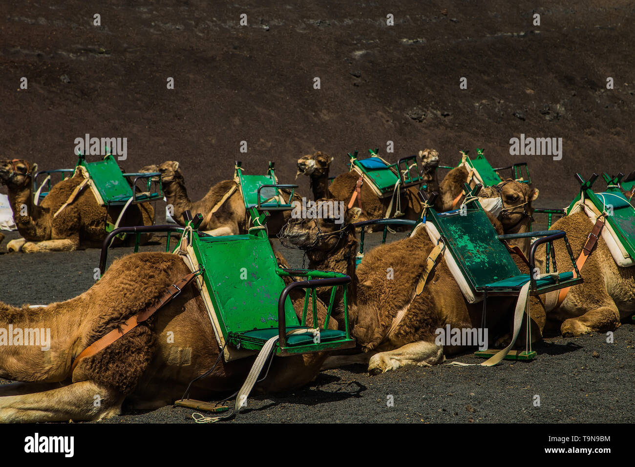 smal caravan of camels resting in the desert on the bown sand in sunny day Stock Photo