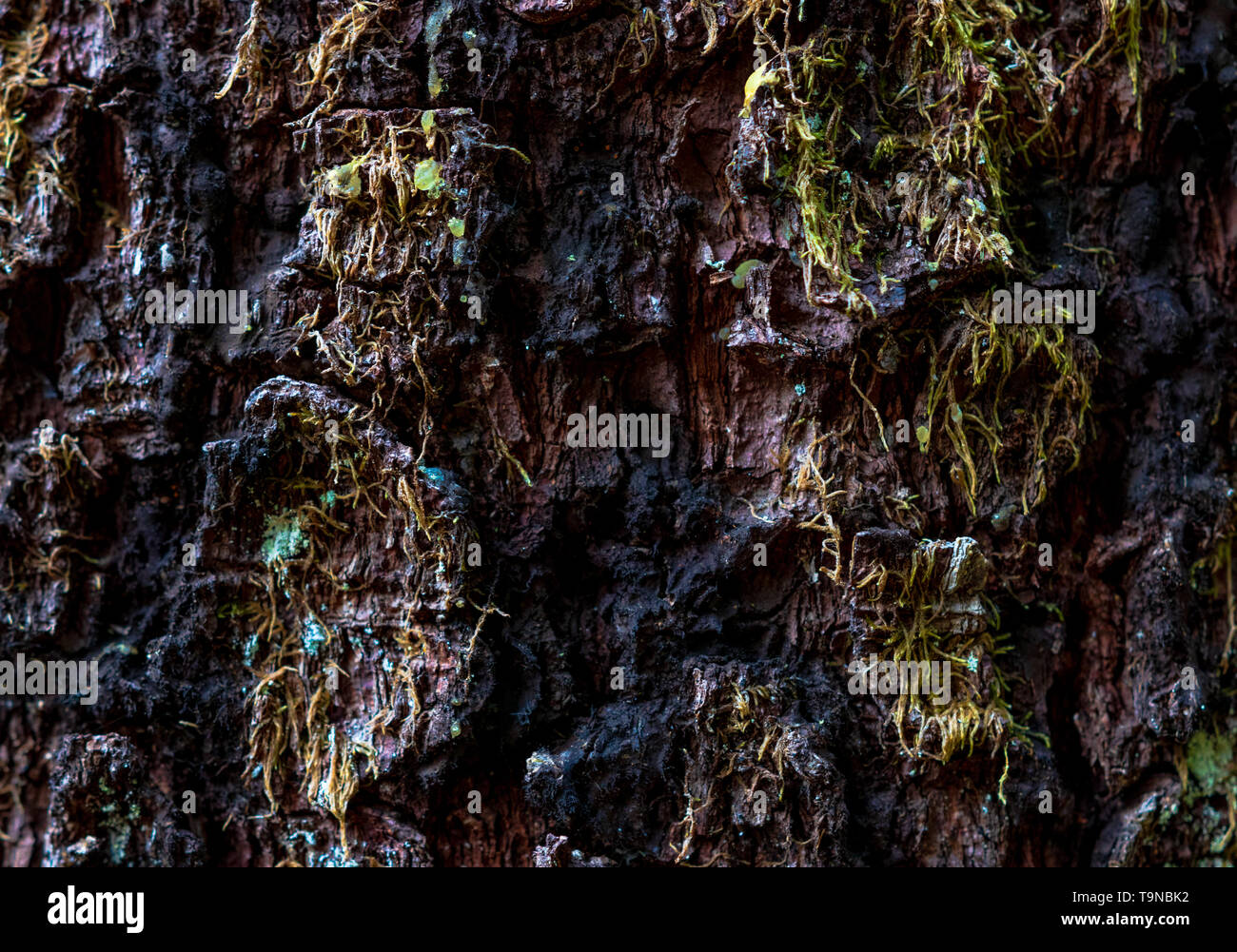 Moss Particles Particles of bark hi-res stock photography and images - Alamy