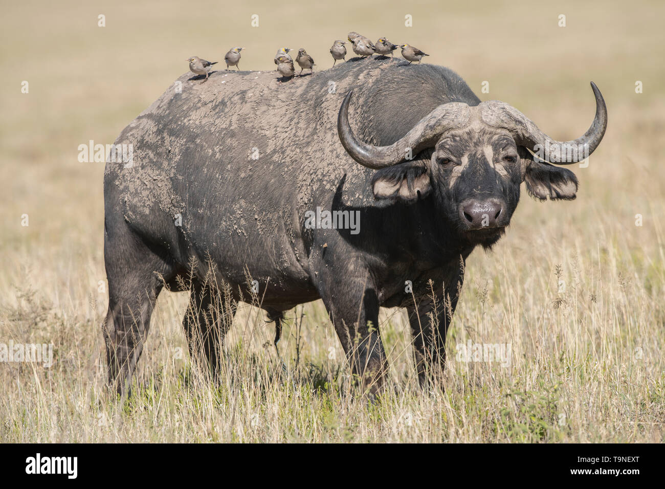 Cape buffalo with oxpeckers on back, Serengeti National Park Stock Photo