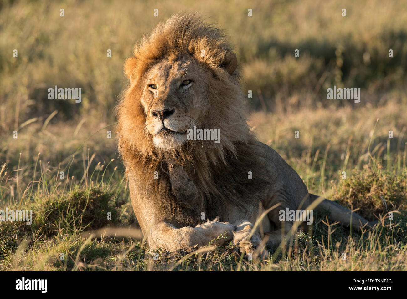 Male lion hi-res stock photography and images - Alamy