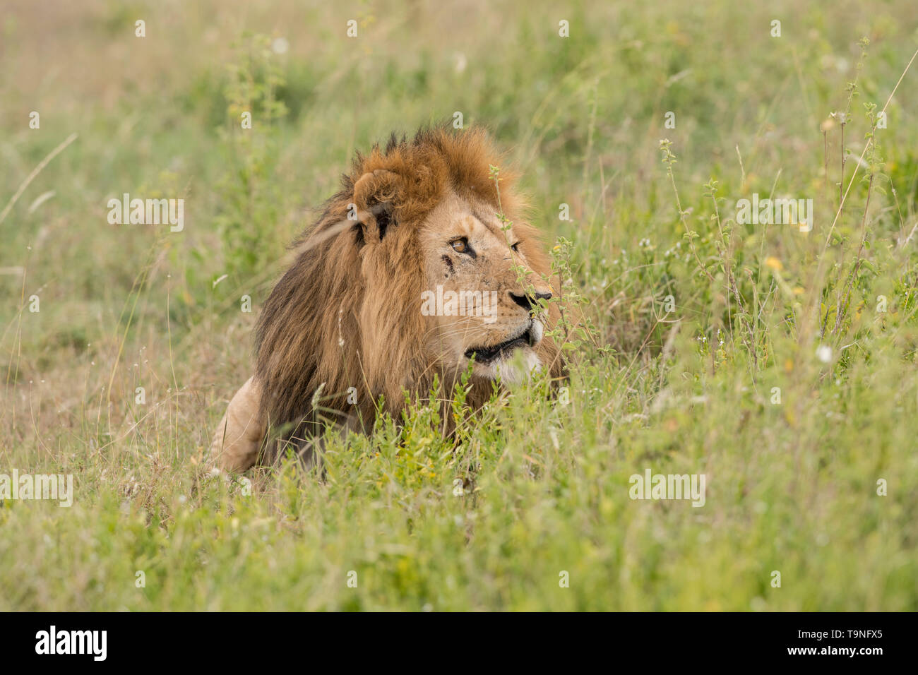 Resting male lion hi-res stock photography and images - Alamy