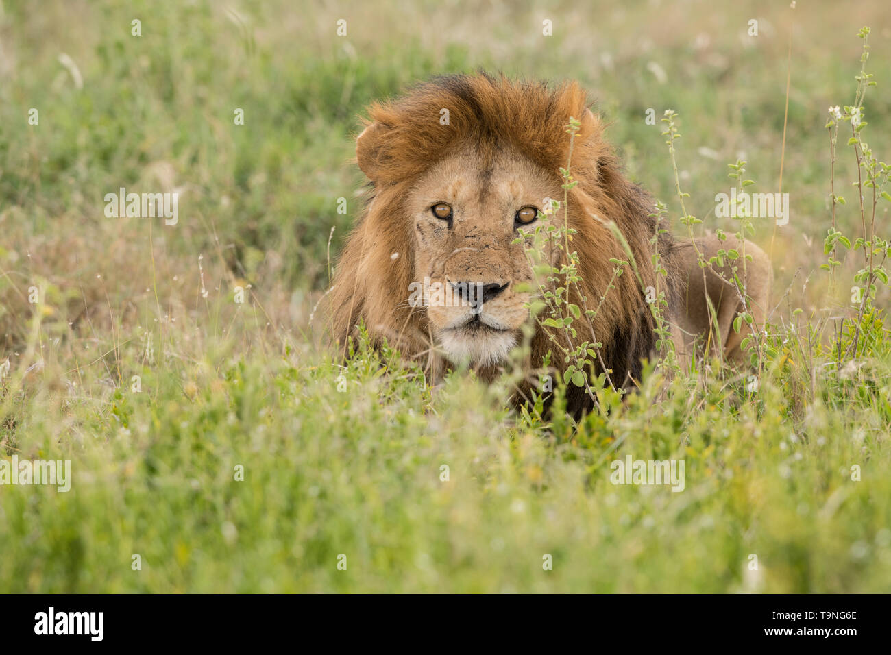 Resting male lion hi-res stock photography and images - Alamy
