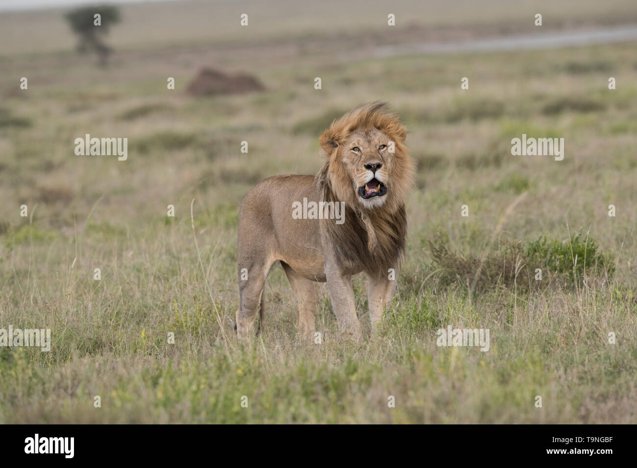 Lion roaring hi-res stock photography and images - Alamy