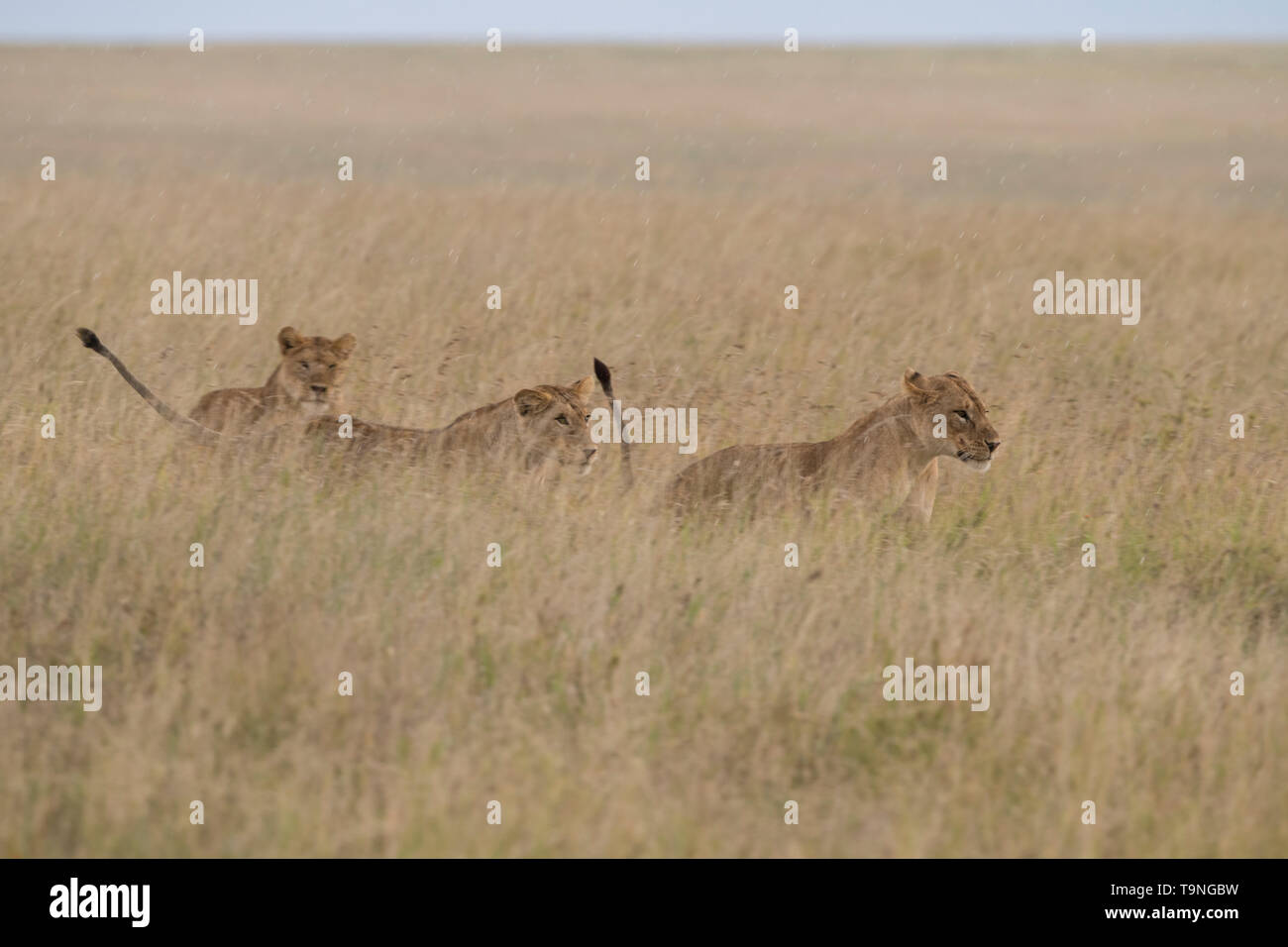 Lions chasing each other, Serengeti National Park Stock Photo