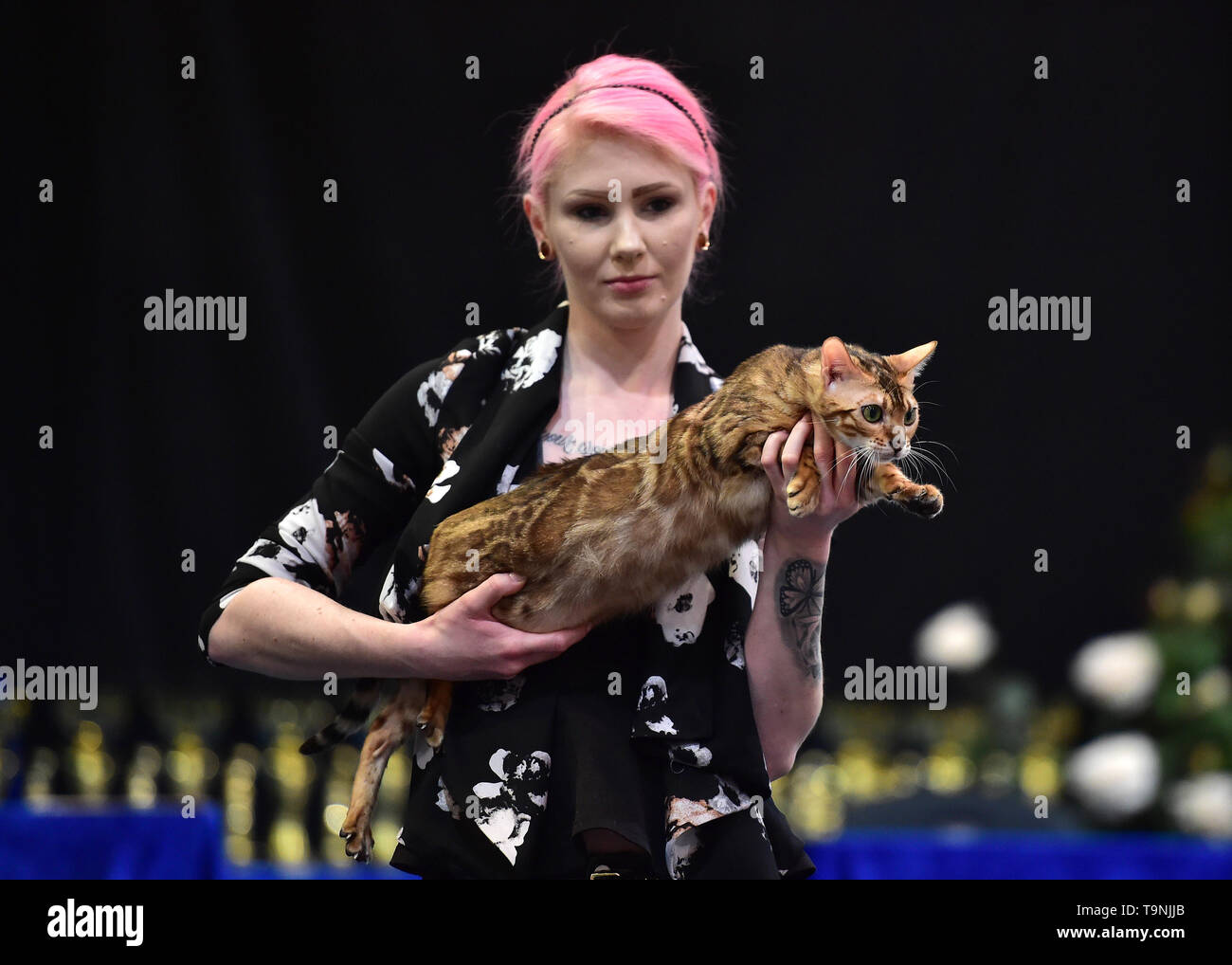 kennel club bengal kittens