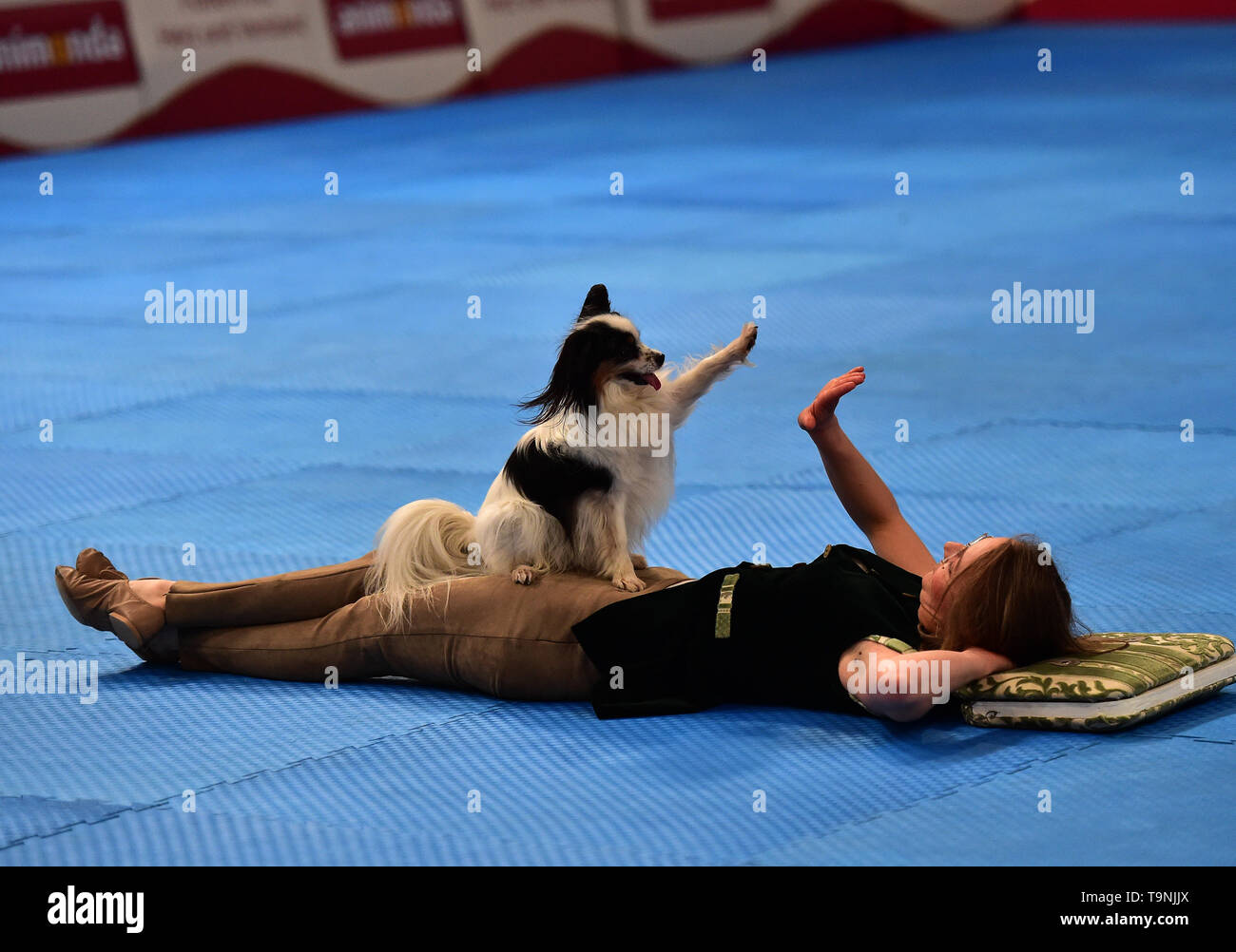 Dortmund, Germany. 19th May, 2019. Cora Czermak from Germany attends the 'Dog Dancing' competition with her dog Steps, a Papillon, during the Hund and Katz exhibition in Dortmund, Germany, on May 19, 2019. The three-day event hosted by German Kennel Club, presents dogs and cats of more than 200 breeds from around the world. Credit: Lu Yang/Xinhua/Alamy Live News Stock Photo