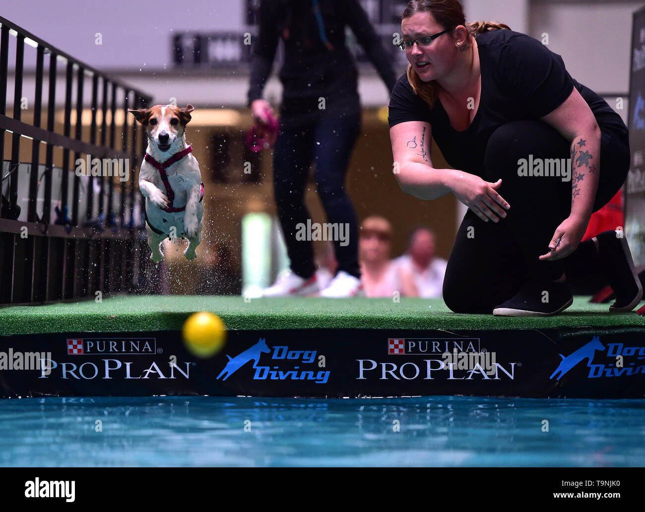 Dortmund, Germany. 19th May, 2019. A Jack Russell Terrier is seen in the "Diving Dog" competition during the Hund and Katz exhibition in Dortmund, Germany, on May 19, 2019. The three-day event hosted by German Kennel Club, presents dogs and cats of more than 200 breeds from around the world. Credit: Lu Yang/Xinhua/Alamy Live News Stock Photo