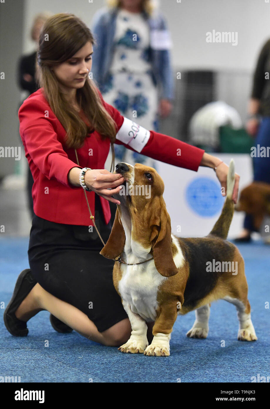 Dortmund, Germany. 19th May, 2019. A Basset Hound is seen during the Hund  and Katz exhibition in Dortmund, Germany, on May 19, 2019. The three-day  event hosted by German Kennel Club, presents