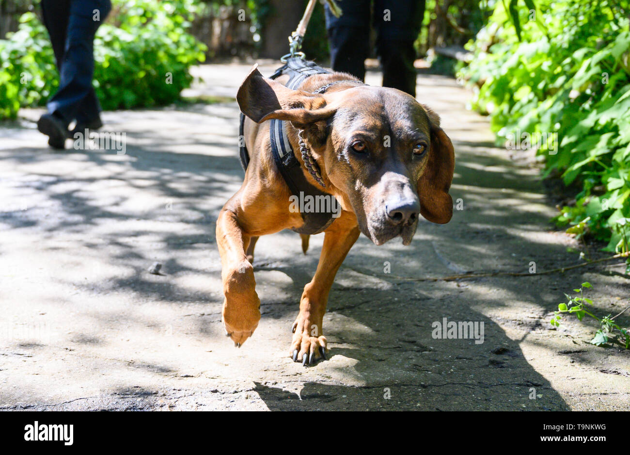 Hanover, Germany. 15th May, 2019. Hummel, the 8 year old Hanoverian sweat dog, by Nadine Leifeld, training and further education manager at the Personal Tracker Dogs, follows an olfactory trace of a target through the Hanover Zoo. The police dogs are trained in the zoo to avoid being distracted in environments with strong odours. Credit: Christophe Gateau/dpa/Alamy Live News Stock Photo