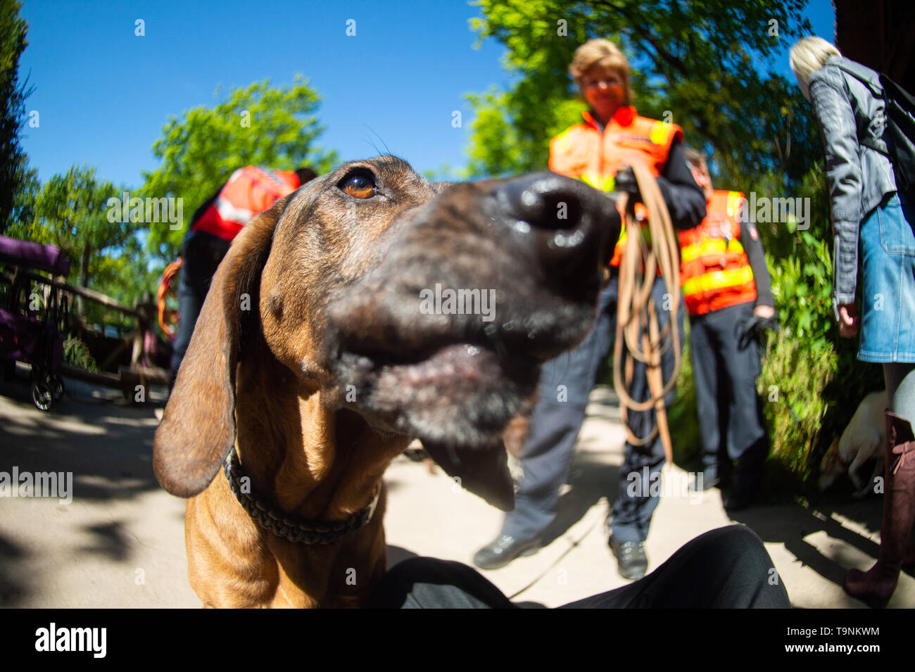 Hanover, Germany. 15th May, 2019. Hummel, the 8 years old Hanoverian sweat dog of Nadine Leifeld (M), training and further training leader with the person tracker dogs, sniffs in the zoo Hanover at the camera. The police dogs are trained in the zoo to avoid being distracted in environments with strong odours. Credit: Christophe Gateau/dpa/Alamy Live News Stock Photo