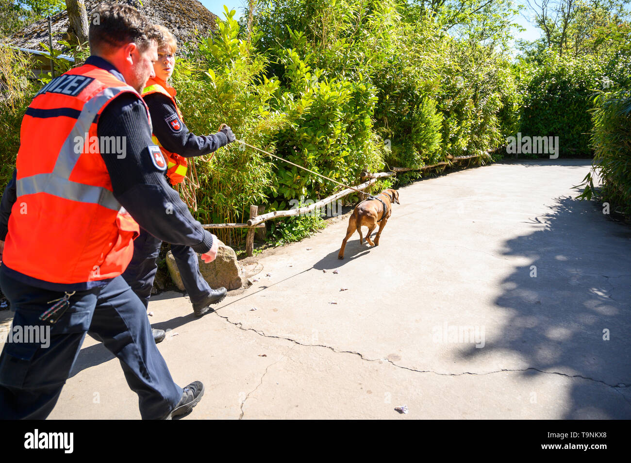 Hanover, Germany. 15th May, 2019. Hummel, the 8 years old Hanoverian sweat dog, by Nadine Leifeld (M), training and further education leader with the person tracker dogs, follows a smell trace of a target person by the zoo Hanover. The police dogs are trained in the zoo to avoid being distracted in environments with strong odours. Credit: Christophe Gateau/dpa/Alamy Live News Stock Photo