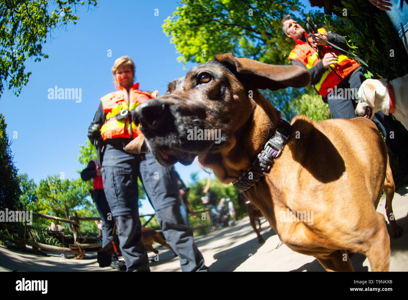 Hanover, Germany. 15th May, 2019. Hummel, the 8 years old Hanoverian sweat dog of Nadine Leifeld (M), training and further training leader with the person tracker dogs, sniffs in the zoo Hanover at the camera. The police dogs are trained in the zoo to avoid being distracted in environments with strong odours. Credit: Christophe Gateau/dpa/Alamy Live News Stock Photo