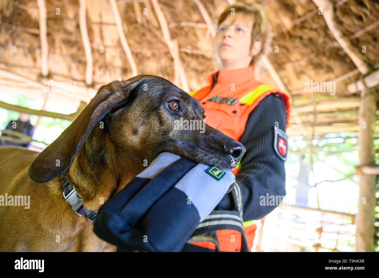 Hanover, Germany. 15th May, 2019. Hummel, the 8 years old Hanoverian sweat dog, by Nadine Leifeld, training and further education leader with the person tracker dogs, has a food bag in the mouth of Hanover Zoo. The police dogs are trained in the zoo to avoid being distracted in environments with strong odours. Credit: Christophe Gateau/dpa/Alamy Live News Stock Photo
