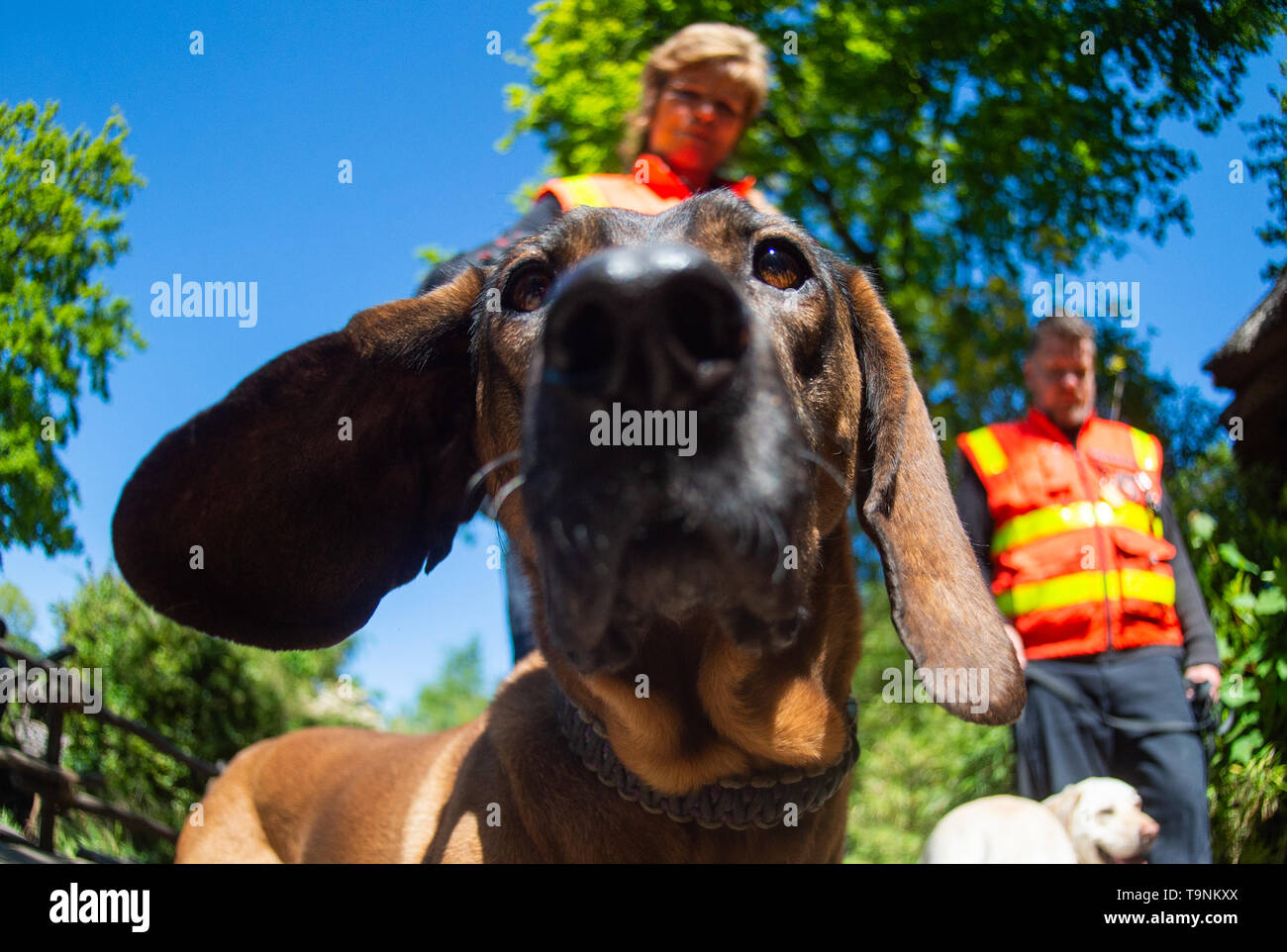 Hanover, Germany. 15th May, 2019. Hummel, the 8 years old Hanoverian sweat dog of Nadine Leifeld (l), training and further training leader with the person tracker dogs, sniffs in the zoo Hanover at the camera. The police dogs are trained in the zoo to avoid being distracted in environments with strong odours. Credit: Christophe Gateau/dpa/Alamy Live News Stock Photo