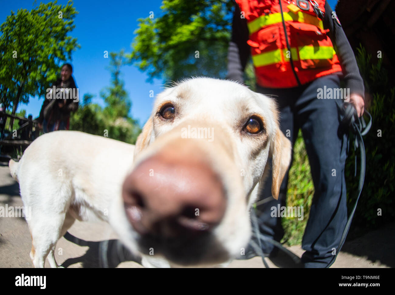 Hanover, Germany. 15th May, 2019. Chili, the 4 year old Labrador and personal tracker dog of Lars Oellermann, service dog handler, sniffs at the camera in the Zoo Hannover. The police dogs are trained in the zoo to avoid being distracted in environments with strong odours. Credit: Christophe Gateau/dpa/Alamy Live News Stock Photo