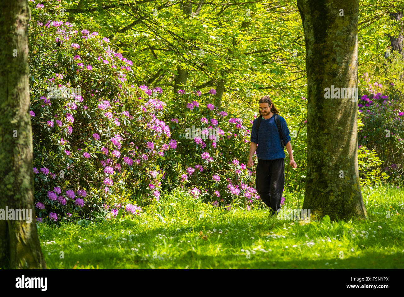 Aberystwyth Wales UK, Monday 20 May 2019  UK Weather: People enjoying a lunch-time  walk along the tree-lined Park Avenue in the  warm afternoon sunshine in Aberystwyth Wales  photo credit: Keith Morris / Alamy Live News Stock Photo