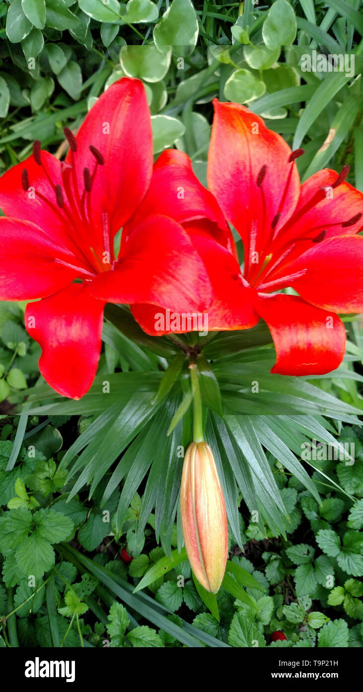 First summer blooms hires stock photography and images Alamy