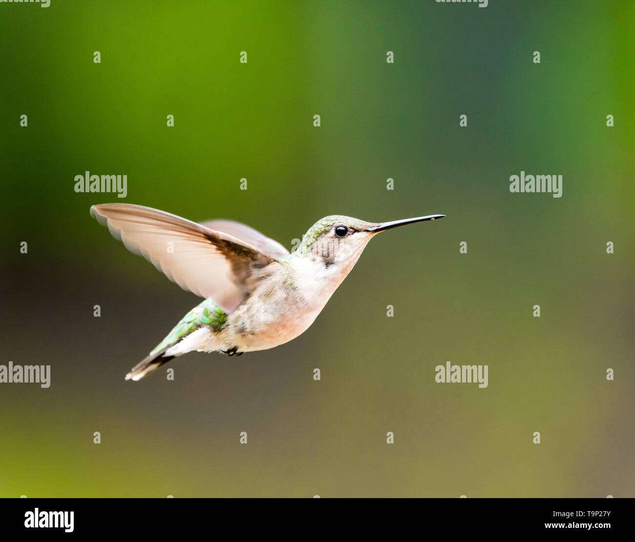 Female Ruby-Throated Hummingbird flying in front of a dark green background. Stock Photo