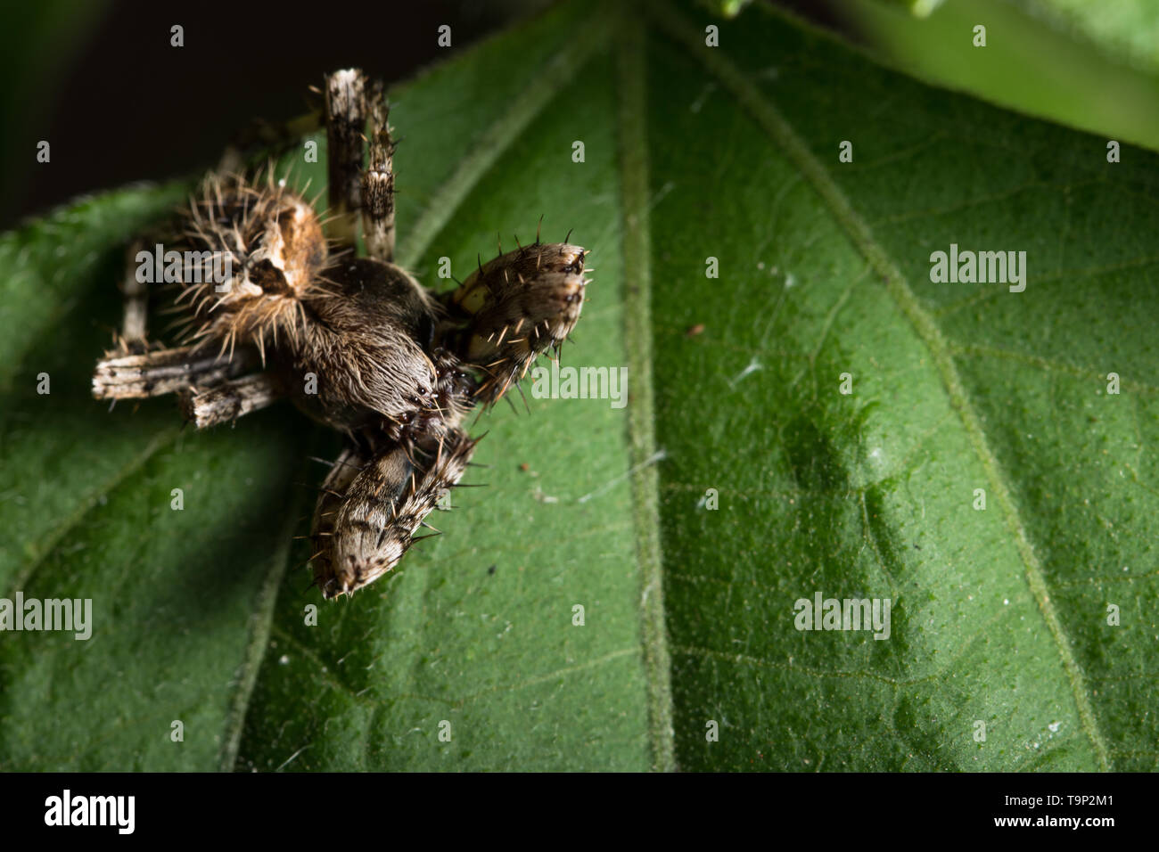 Macro spider on the leaf Stock Photo - Alamy