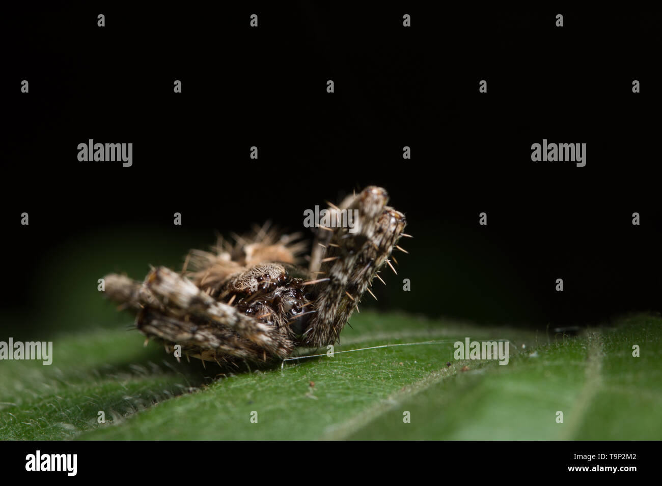 Macro spider on the leaf Stock Photo - Alamy