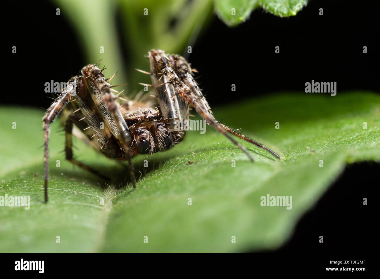 Macro spider on the leaf Stock Photo - Alamy