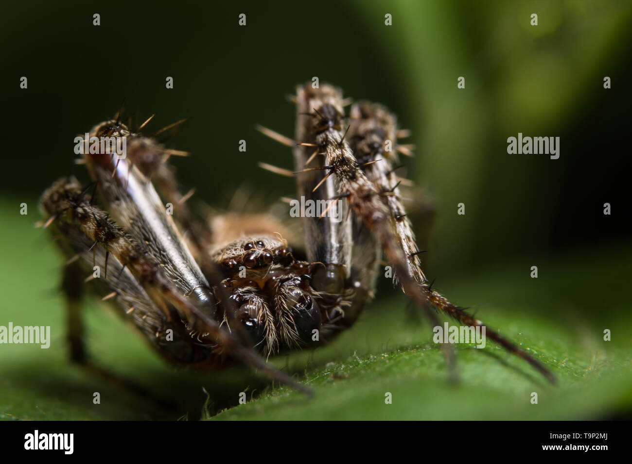 Macro spider on the leaf Stock Photo - Alamy
