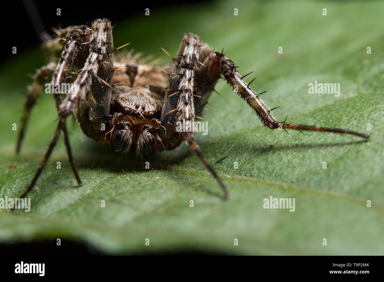 Macro spider on the leaf Stock Photo - Alamy
