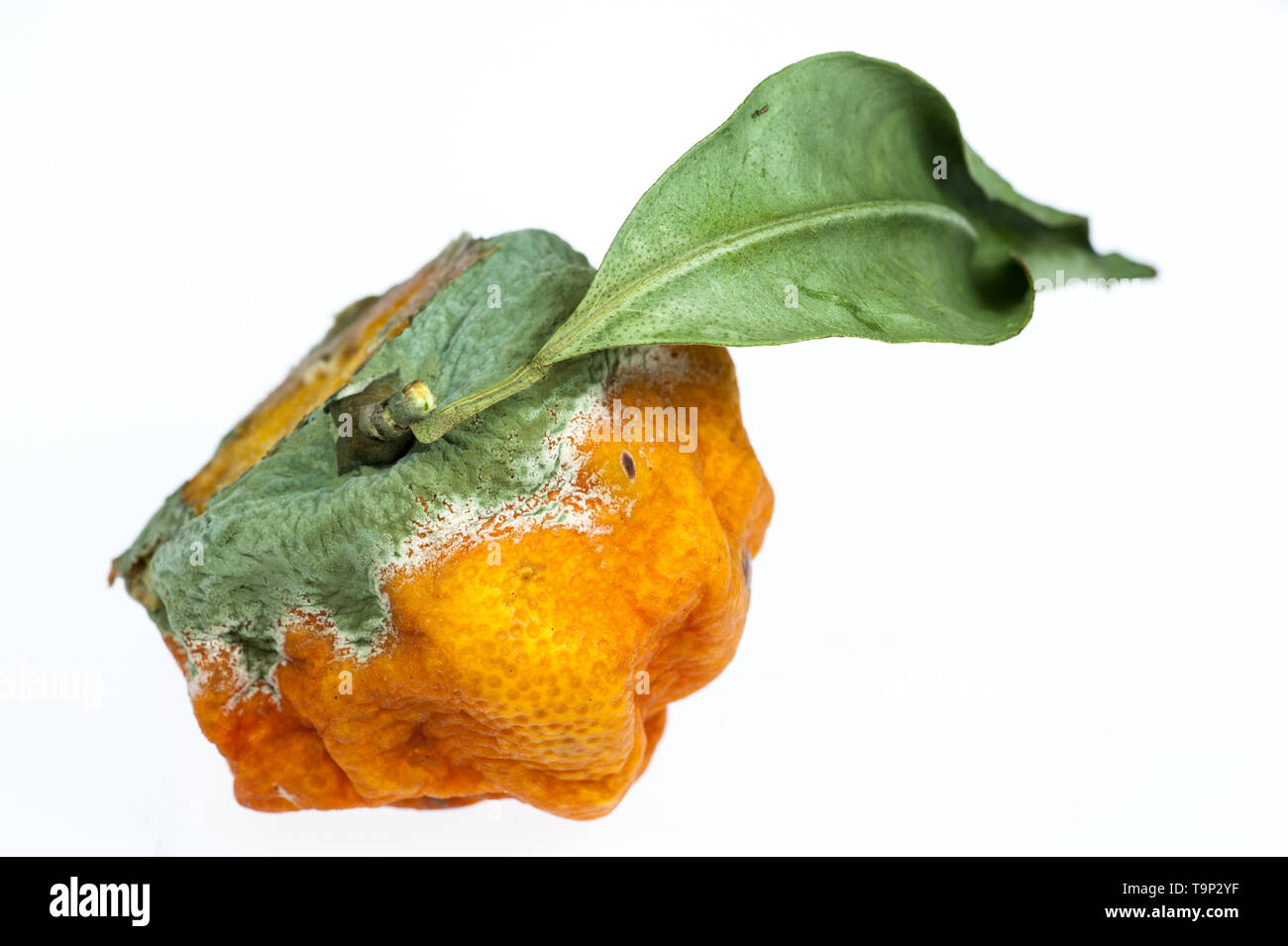 Rotten oranges hi-res stock photography and images - Alamy