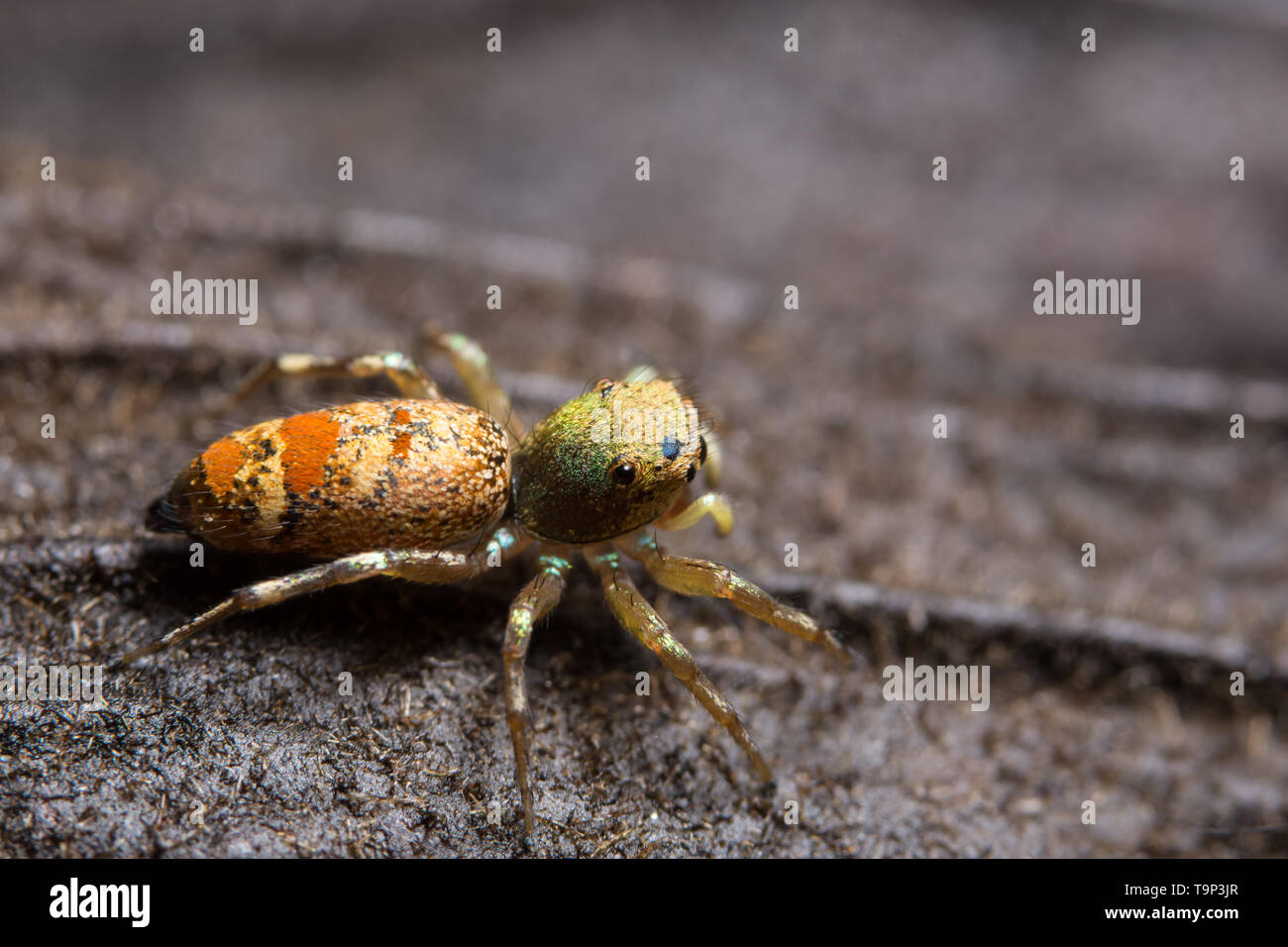 Macro spider on the leaf Stock Photo - Alamy