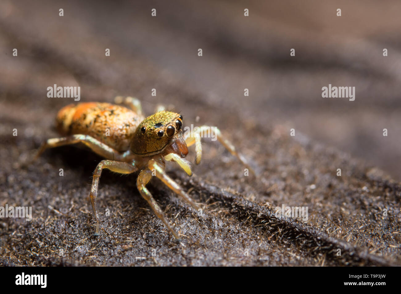 Macro spider on the leaf Stock Photo - Alamy